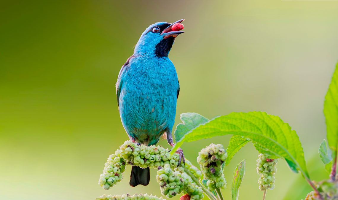 Nos limites de seu ambiente ideal, aves capricham na escolha de alimento