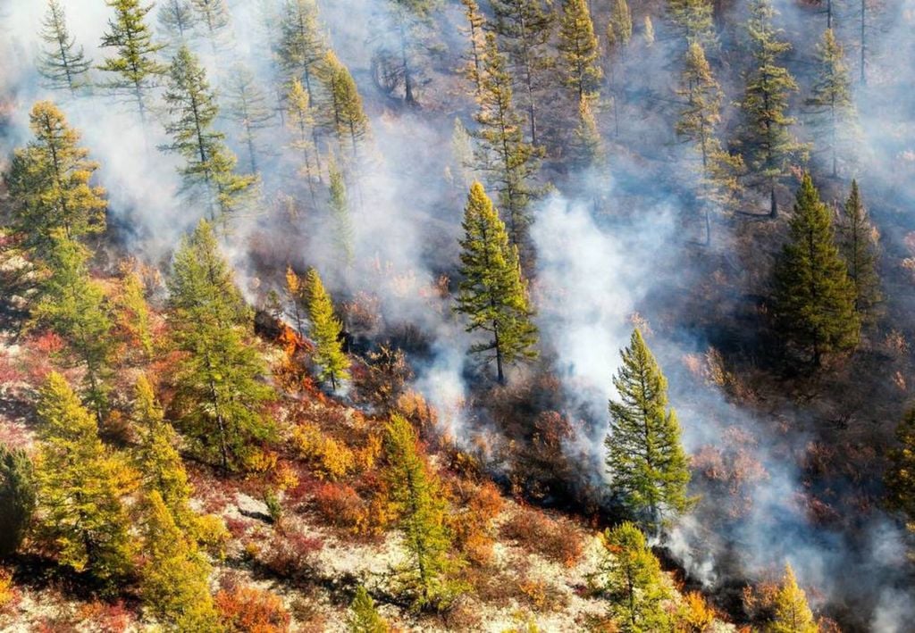 Árvores param de respirar momentaneamente quando há fumaça de incêndios florestais