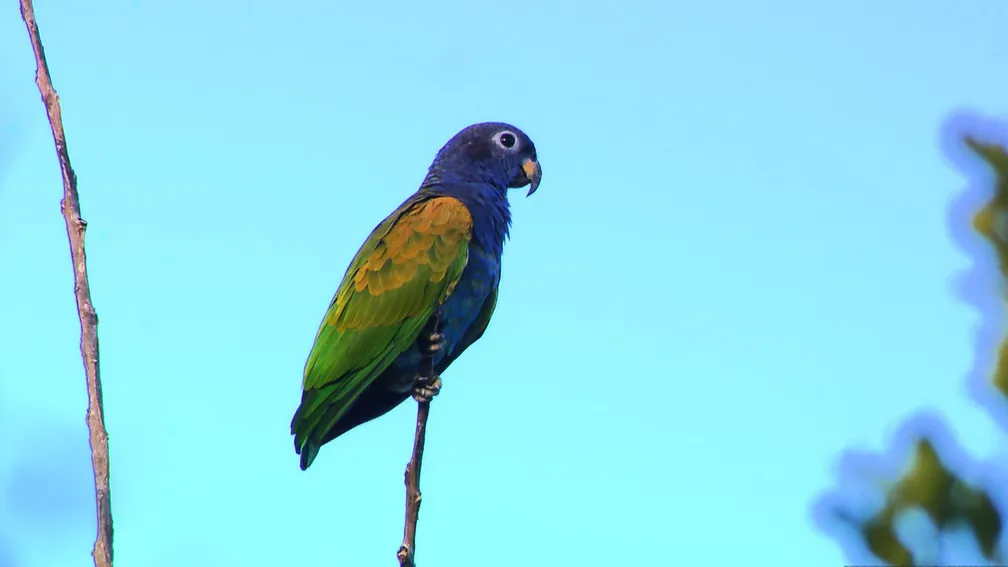 17 animais que curtem ficar chapados