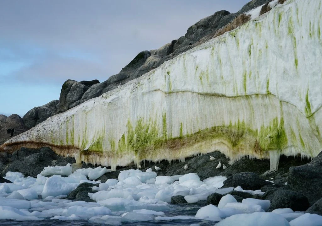 Primeiro mapa de áreas verdes da Antártica