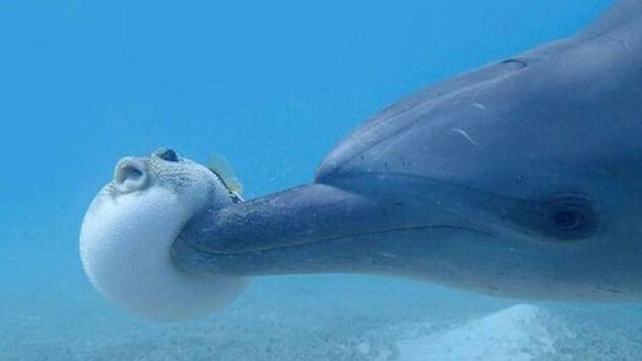 17 animais que curtem ficar chapados