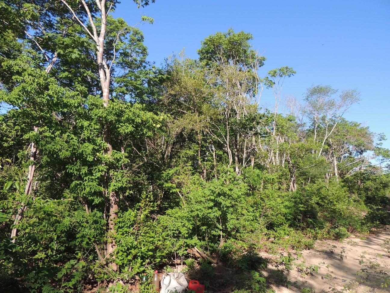Pesquisa da UFPI mostra efeitos do manejo florestal sustentável em área de caatinga no sul do Piauí