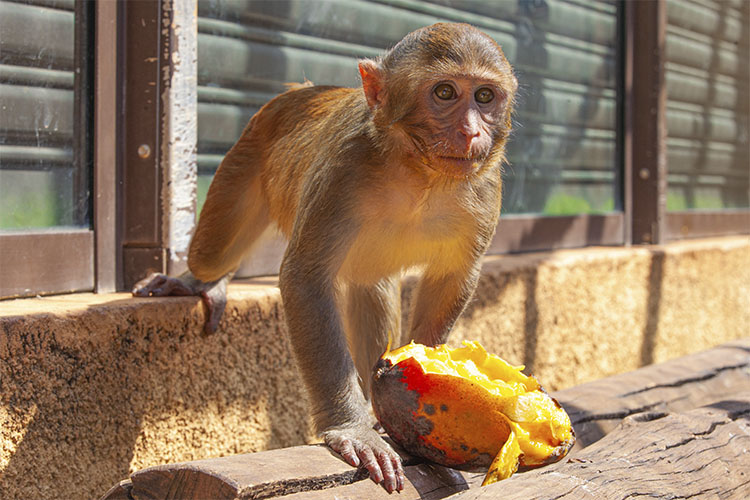 17 animais que curtem ficar chapados