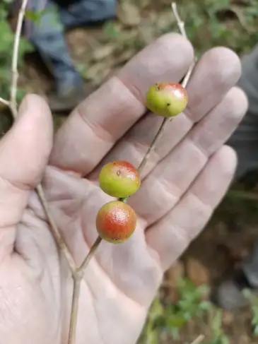 Pesquisadores do Jardim Botânico do Rio descobre árvore parente da Jabuticabeira