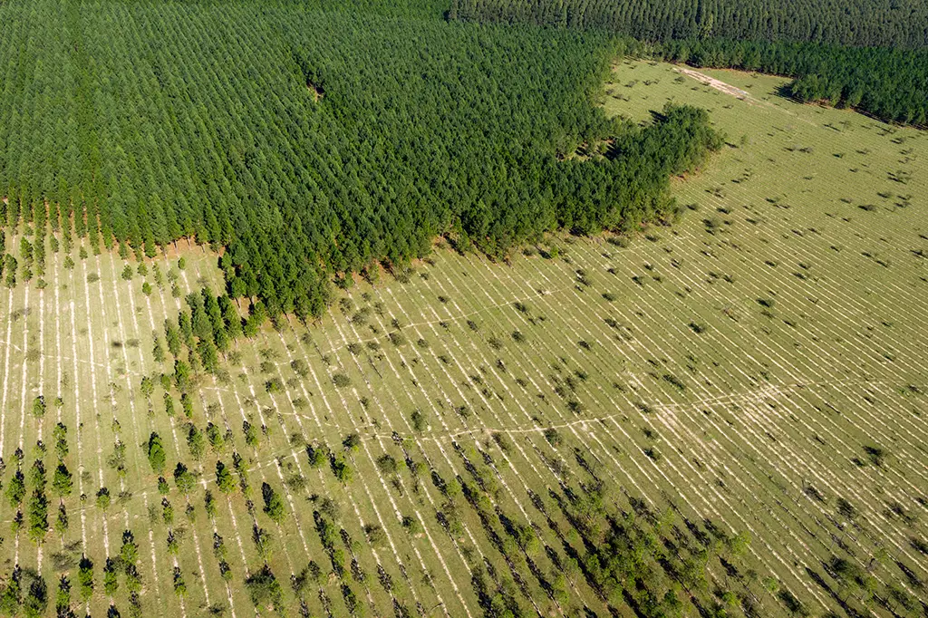 Reflorestamento consciente: desafios e soluções para a restauração de ecossistemas