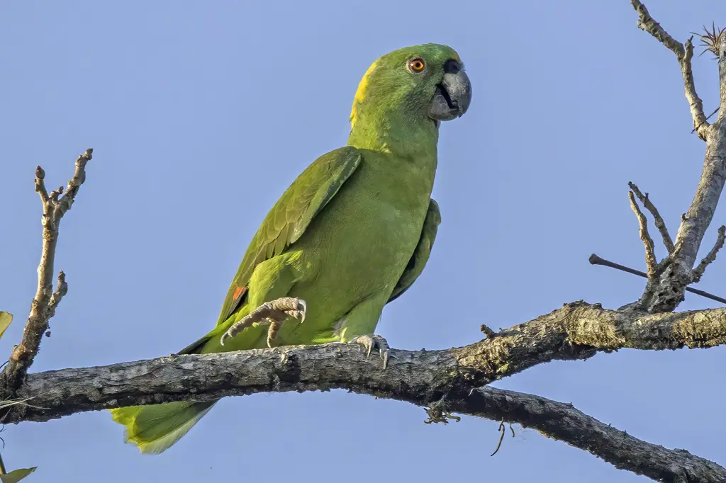Papagaios da Amazônia estão mudando seus sotaques