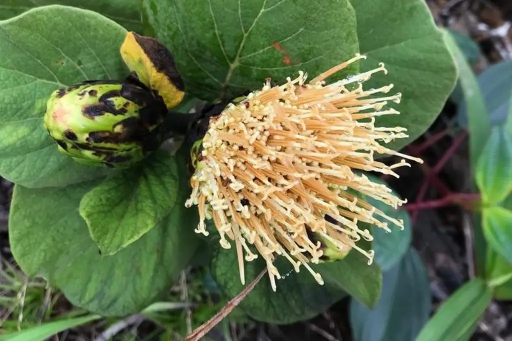Estrela-das-montanhas: nova espécie de margarida é descoberta no ES e já está ameaçada de extinção