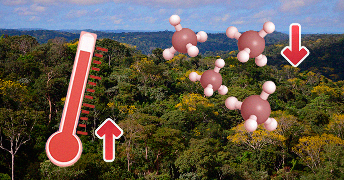 Aumento da temperatura na Amazônia reduz absorção de gás de efeito estufa por bactérias