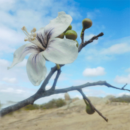 Vegetação inteligente e riqueza cultural: a Caatinga que é muito mais que seca e escassez