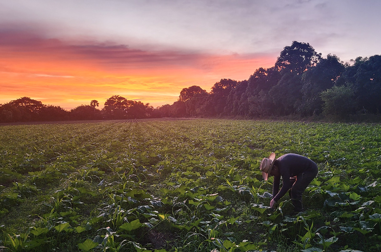 Milpa: um sistema agrícola tradicional que ajuda a repelir pragas de plantas