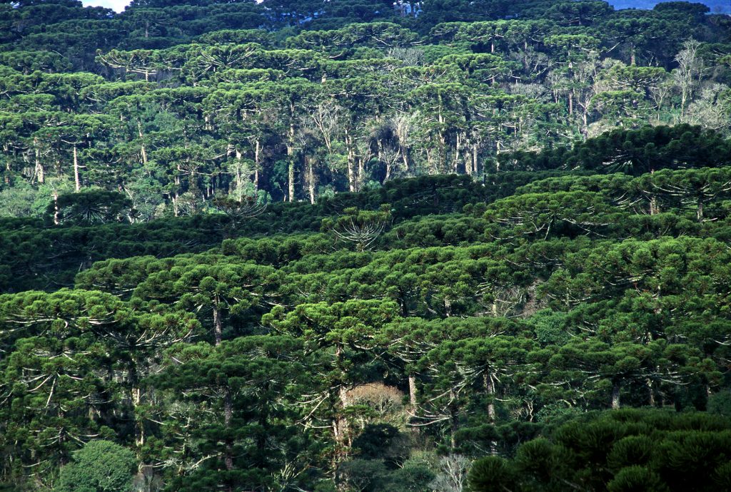 Paleoclima e atividade humana moldaram a floresta de araucárias no Brasil