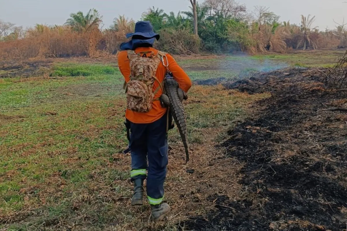 Animais silvestres no Pantanal estão sofrendo com fogo, fome e sede
