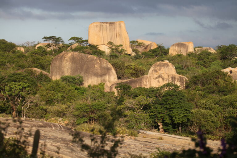 Vegetação inteligente e riqueza cultural: a Caatinga que é muito mais que seca e escassez
