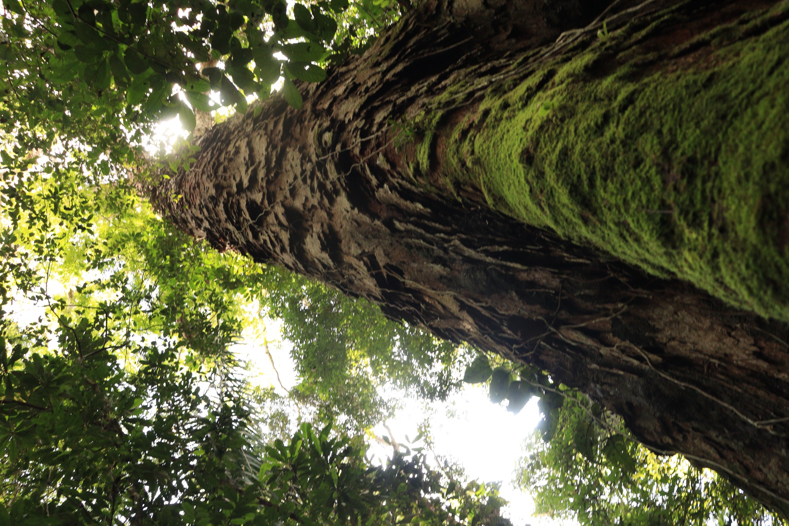 Pará anuncia a criação do Parque Estadual das Árvores Gigantes da Amazônia