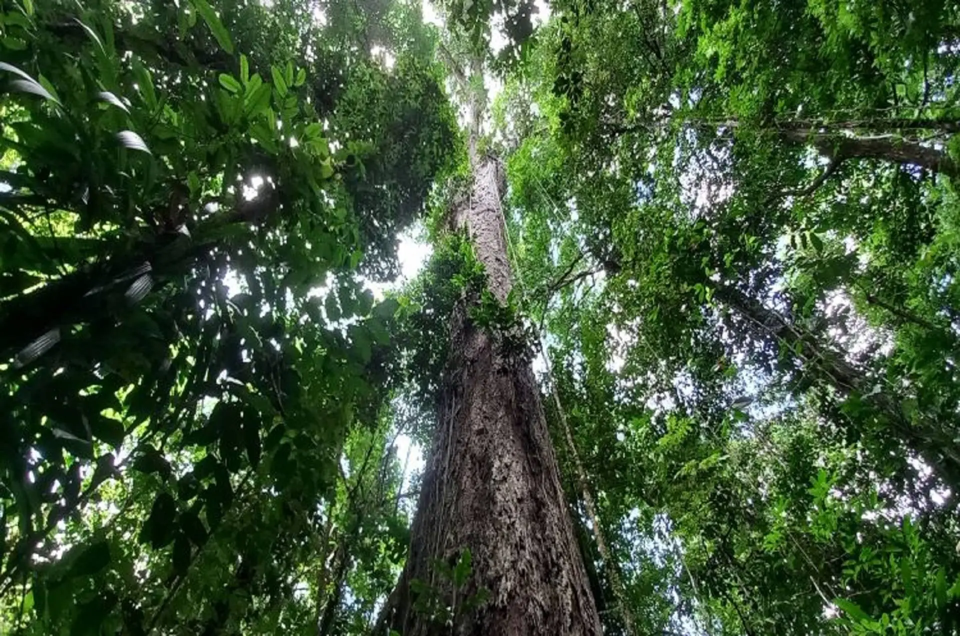 Evolução, Biodiversidade e Sustentabilidade: Desmistificando a Perfeição na Natureza