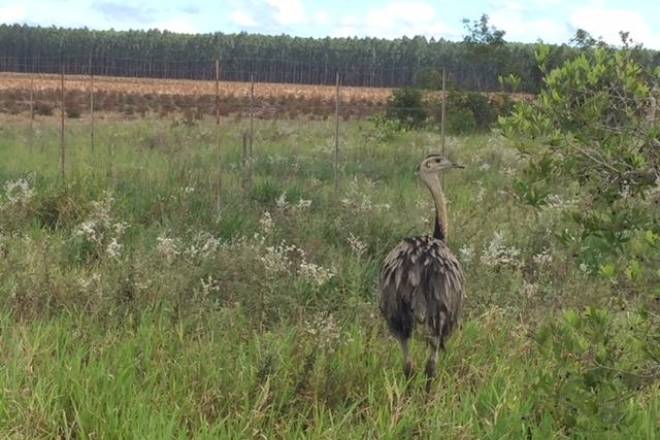 Estudo internacional inédito mapeou mudanças em ecossistemas campestres ao longo de quase 40 anos