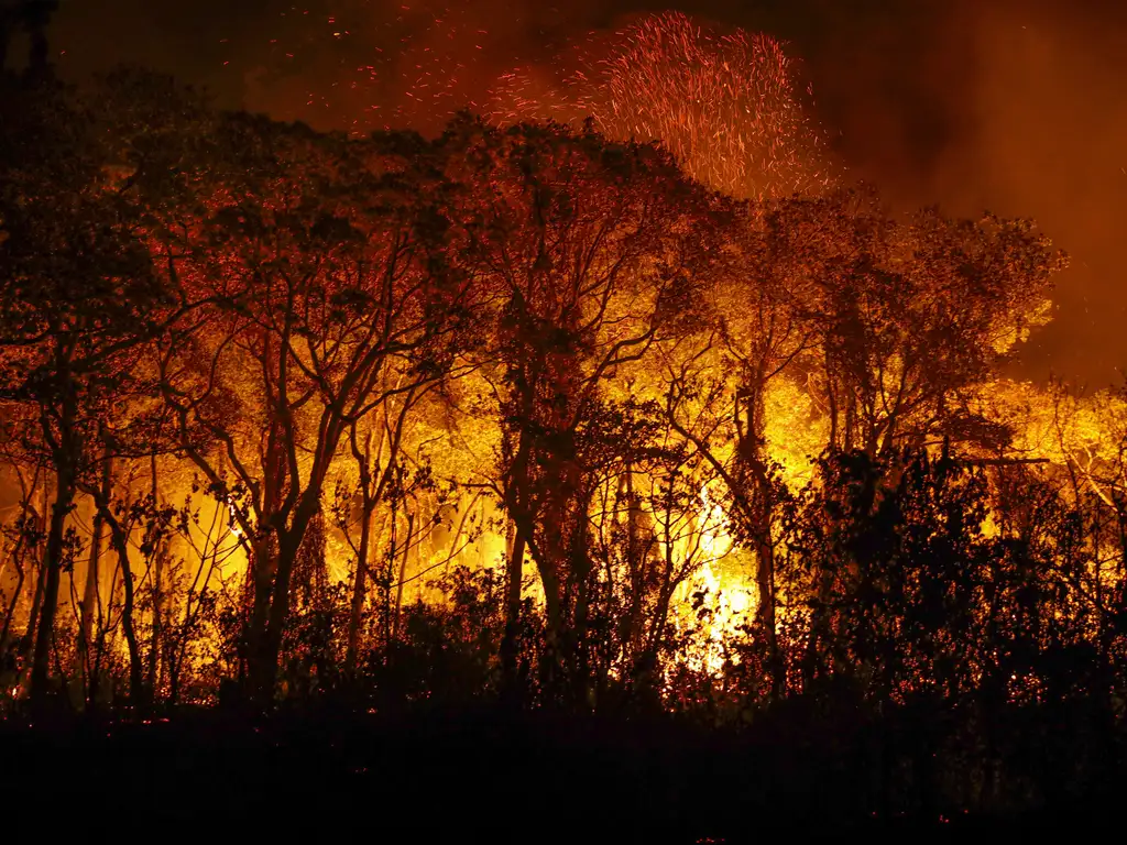 Penas mais severas são sugeridas para crimes relacionados a incêndios florestais