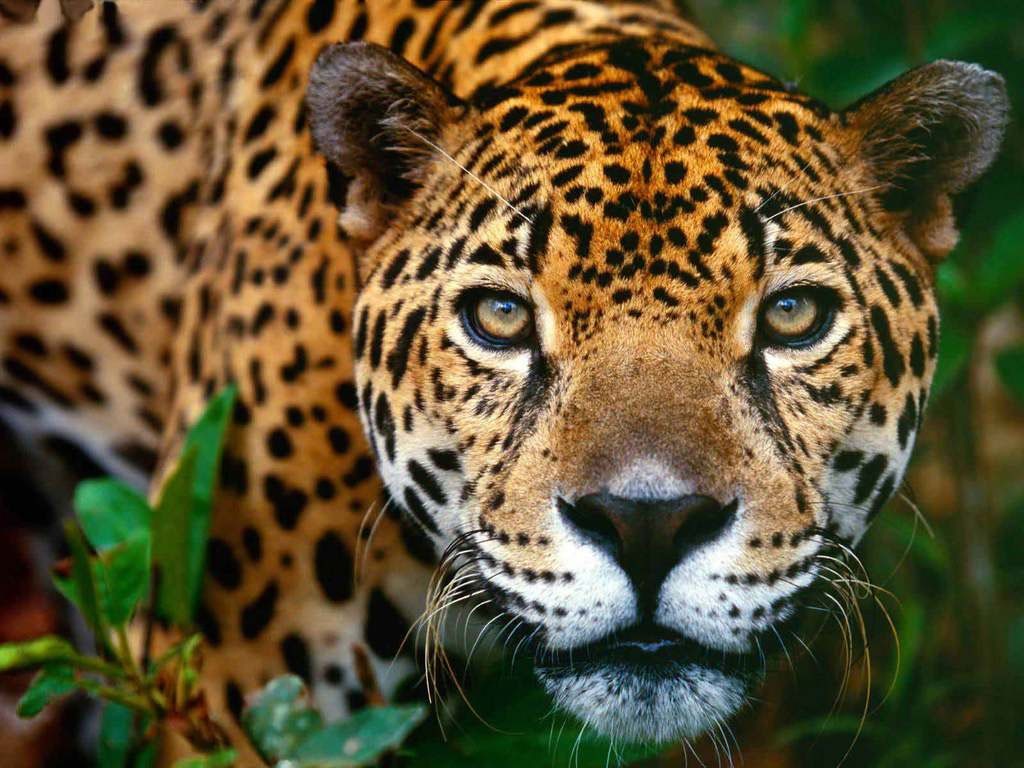 Conservação de felinos na Mata Atlântica: Estudo revela áreas prioritárias e necessidade de conectividade