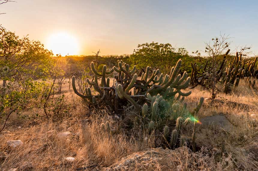 Desertificação na Caatinga reduz em mais de 50% a funcionalidade do solo