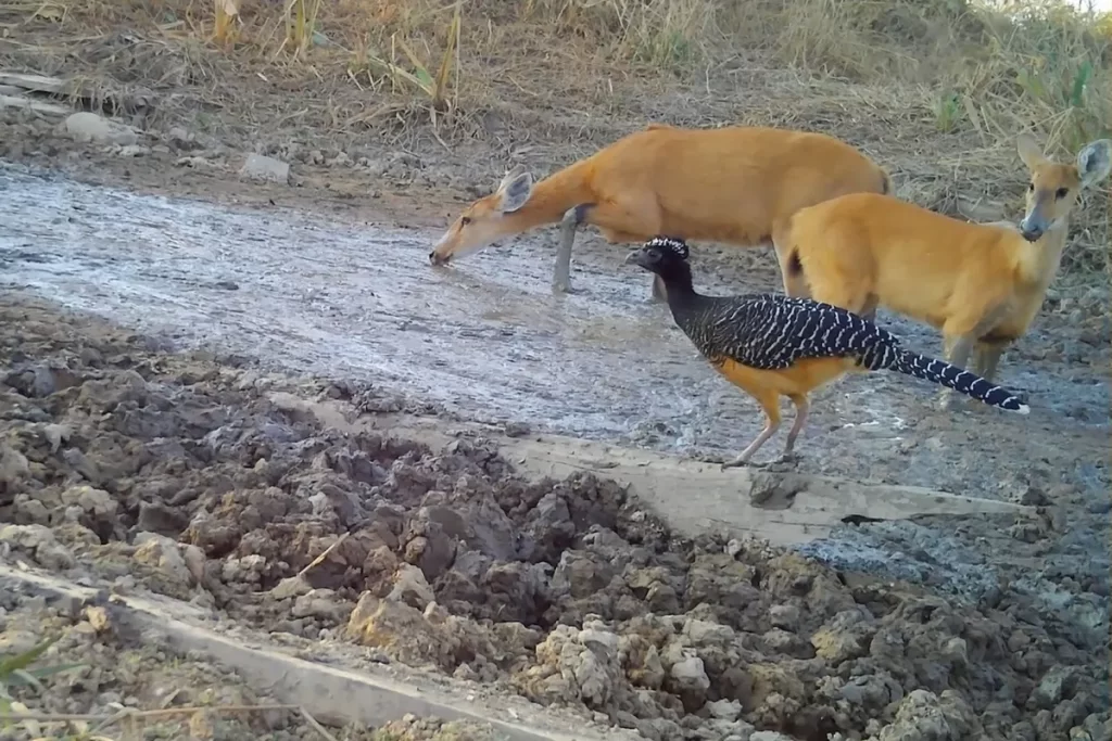 Animais silvestres no Pantanal estão sofrendo com fogo, fome e sede
