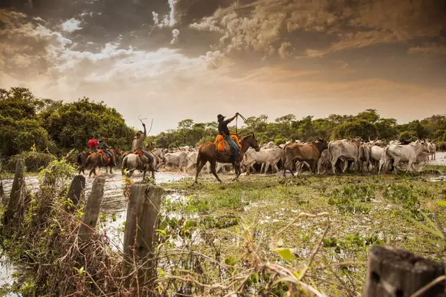 Pecuária em área protegida no Pantanal vai gerar pouco emprego e imposto