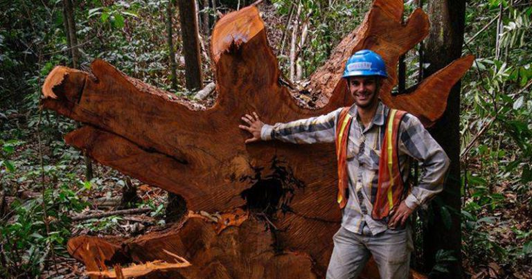 CLDF Comemora 60 Anos da Engenharia Florestal no Brasil em Sessão Solene