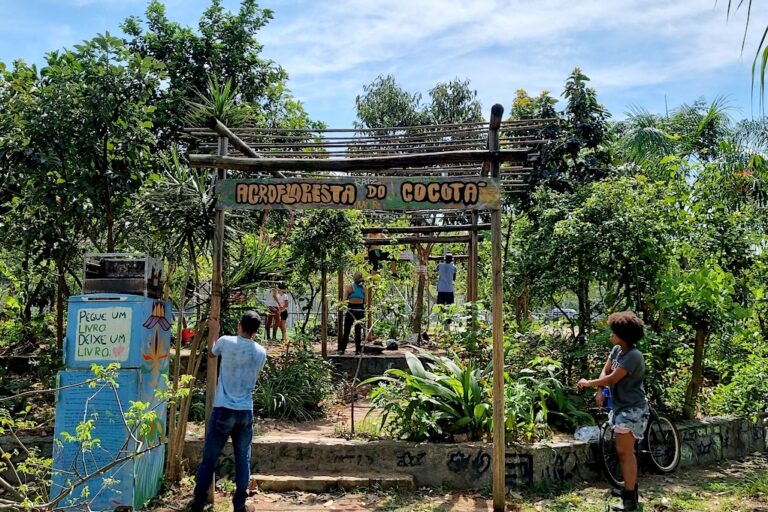 Agrofloresta comunitária no Rio sustenta pássaros, abelhas e pessoas