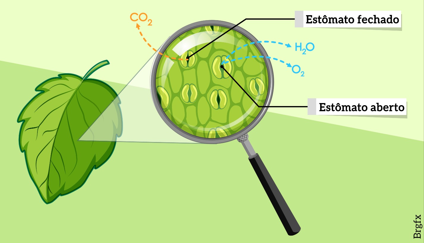 Os estômatos e como as plantas respiram