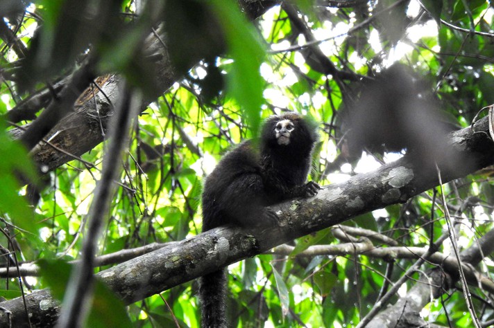 Espécies invasoras ameaçam sagui-caveirinha de extinção