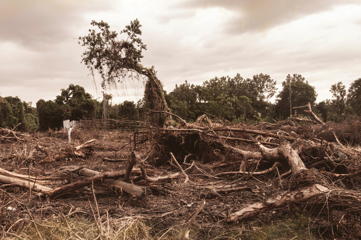 Os riscos de extinção da Amazônia e suas implicações para a vida no planeta