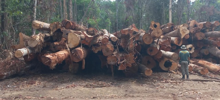 Ibama bloqueia mais de 50 mil metros cúbicos em créditos florestais explorados ilegalmente no PA