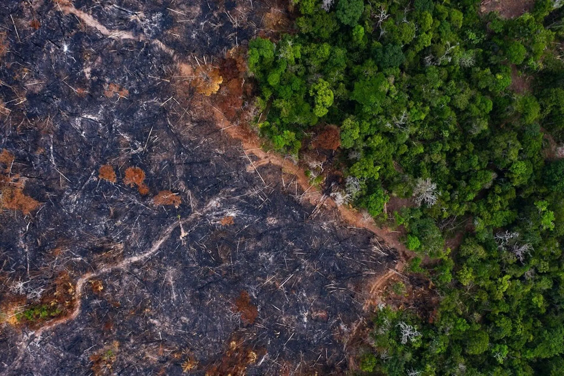 Desmatamento na Amazônia Cai 30,6% em Um Ano: Um Marco para a Conservação Ambiental
