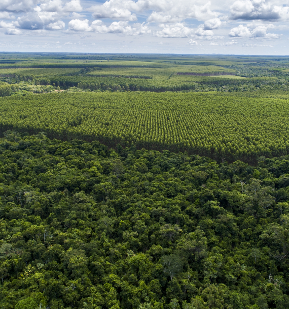 Novo padrão de Manejo Florestal é estabelecido pela FSC para plantações no Brasil