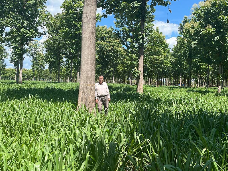 Dinheiro dá em árvores e garante lucro verde e um futuro sustentável através da ILPF