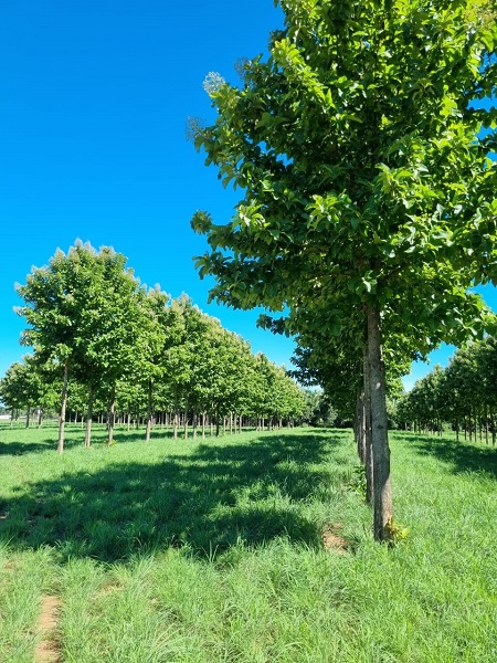 Dinheiro dá em árvores e garante lucro verde e um futuro sustentável através da ILPF