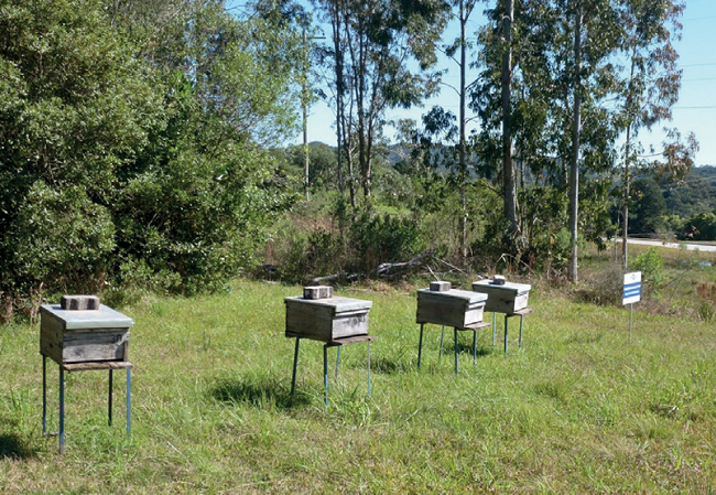 Dinheiro dá em árvores e garante lucro verde e um futuro sustentável através da ILPF