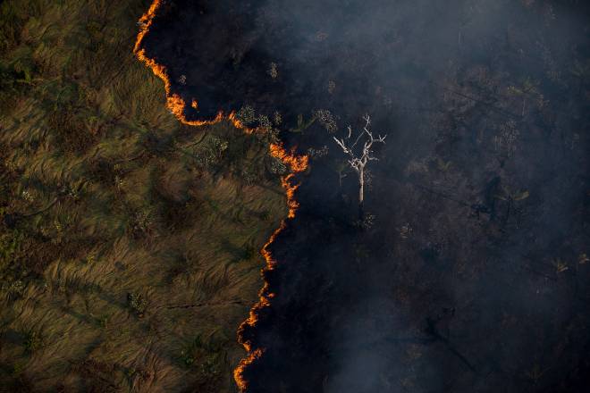 Focos de queimadas atingem número recorde em áreas de florestas em 2024