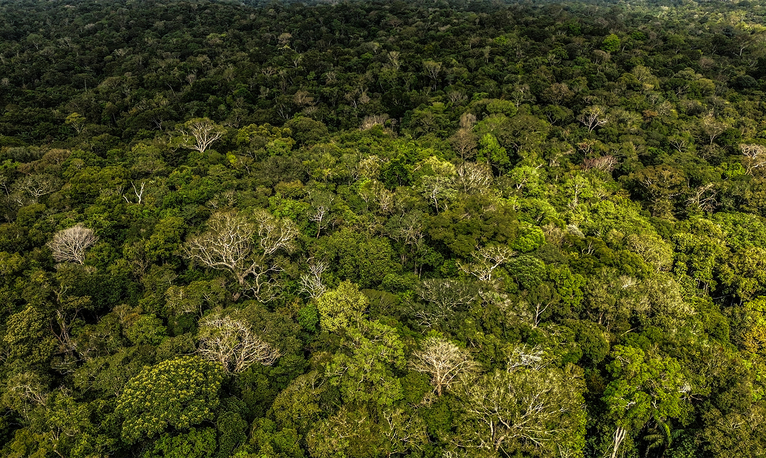 Investigação na Floresta: Cientistas Desvendam as Mortes das Árvores Gigantes da Amazônia