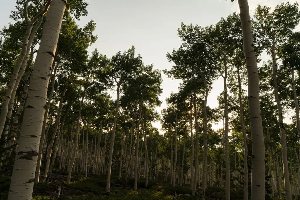 Pando é o maior organismo vivo do mundo e pode ser o mais velho