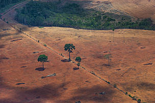 Governador veta PLC que "transforma" Amazônia em Cerrado, mas sinaliza revisão; ambientalistas seguem atentos
