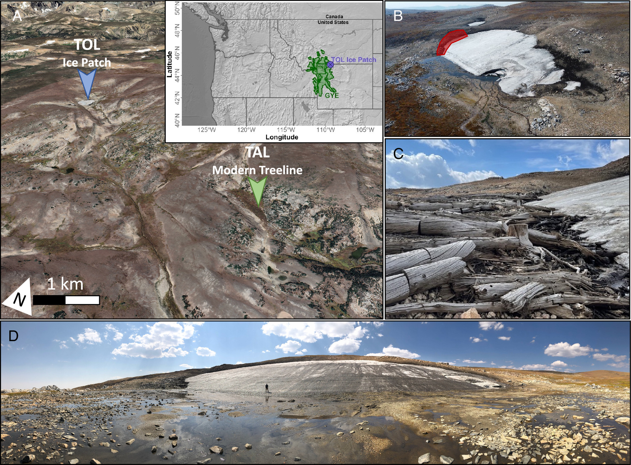 Mudanças Climáticas e as Florestas de Pinheiro-Branco: Lições do Passado no Ecossistema de Yellowstone através dos Anéis de Crescimento das Árvores