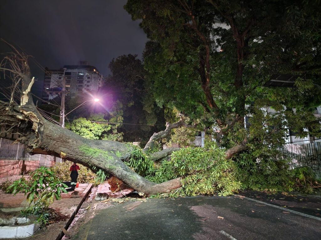 A árvore caida no centro de Belém. Foto: Ascom/Semma
