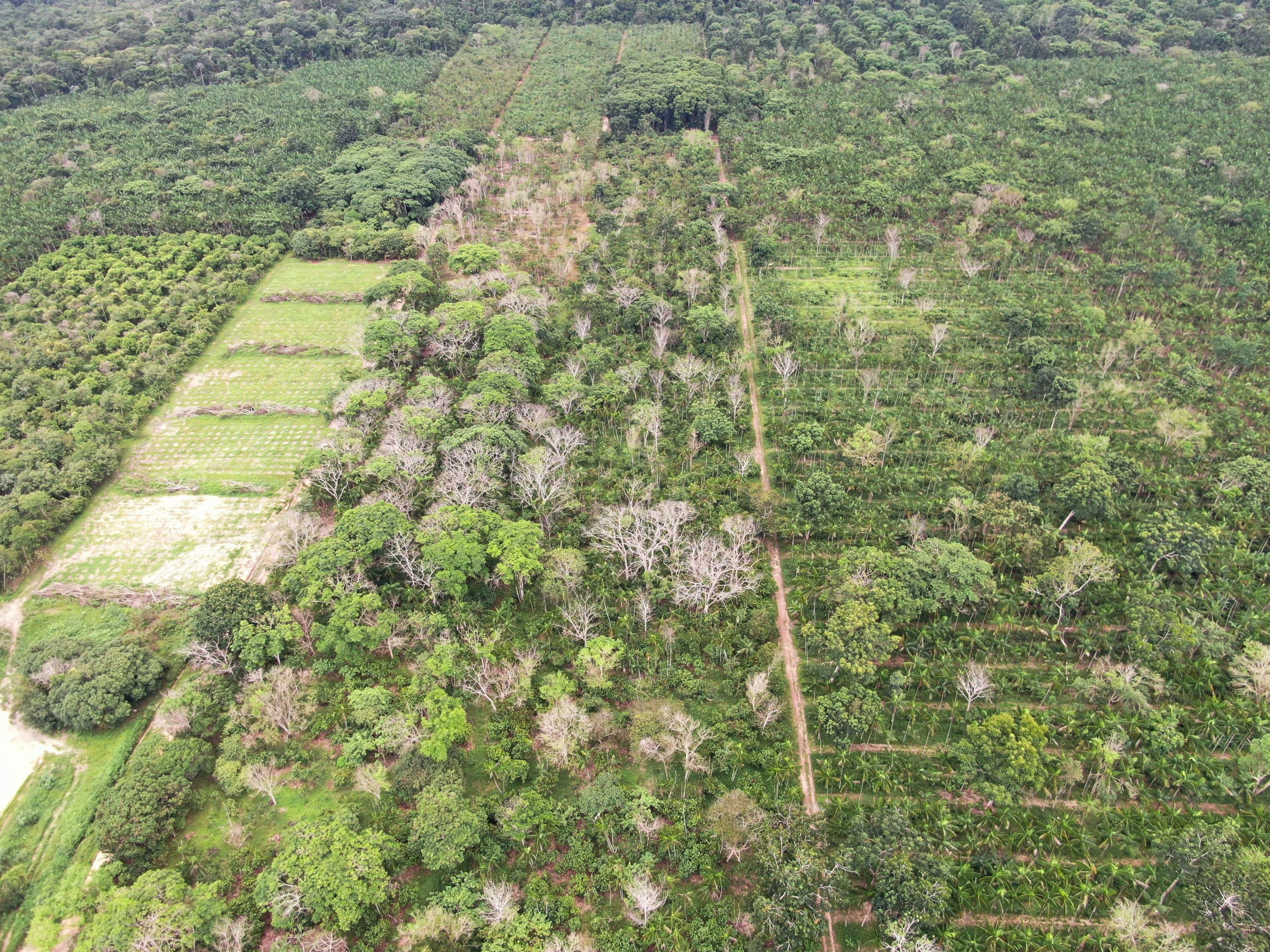 O que são os Sistemas Agroflorestais (SAFs)?