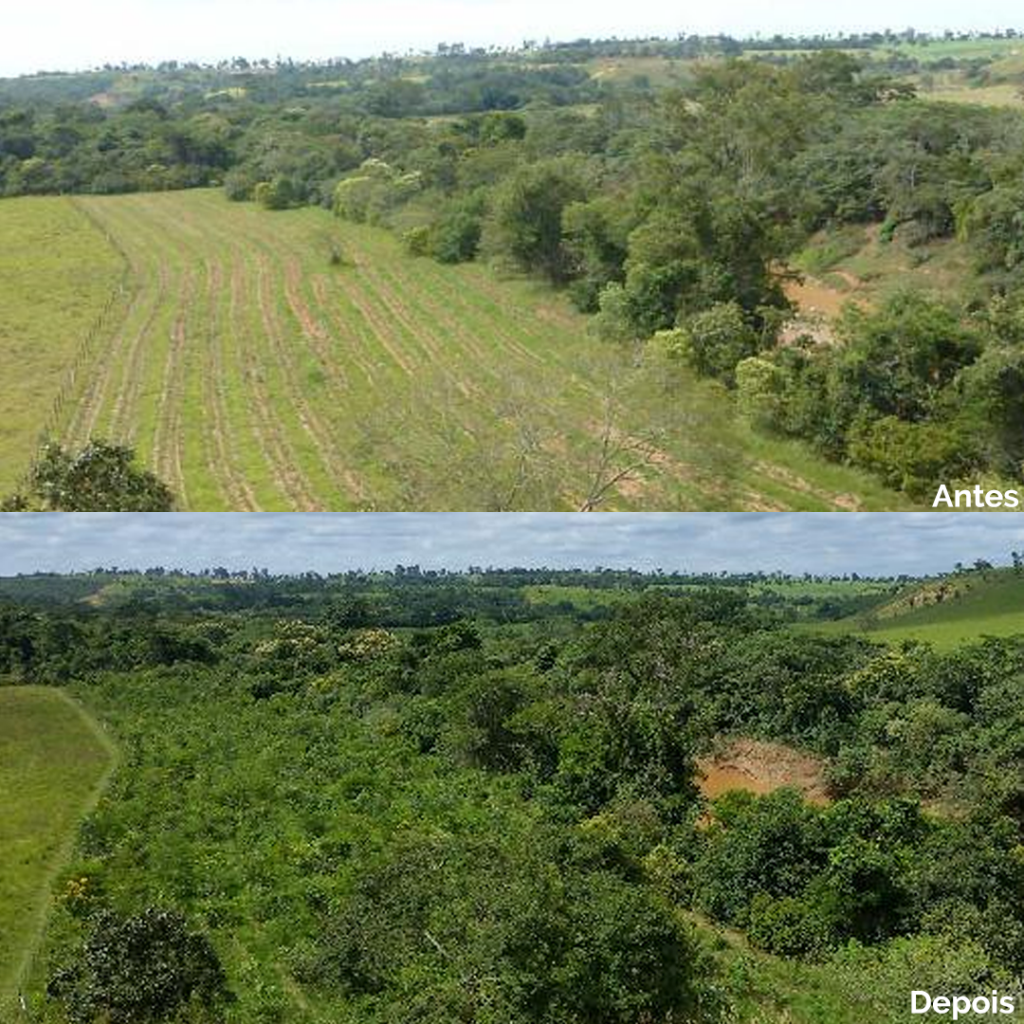 Importância da Restauração Ecológica para Recuperação de Ecossistemas Degradados