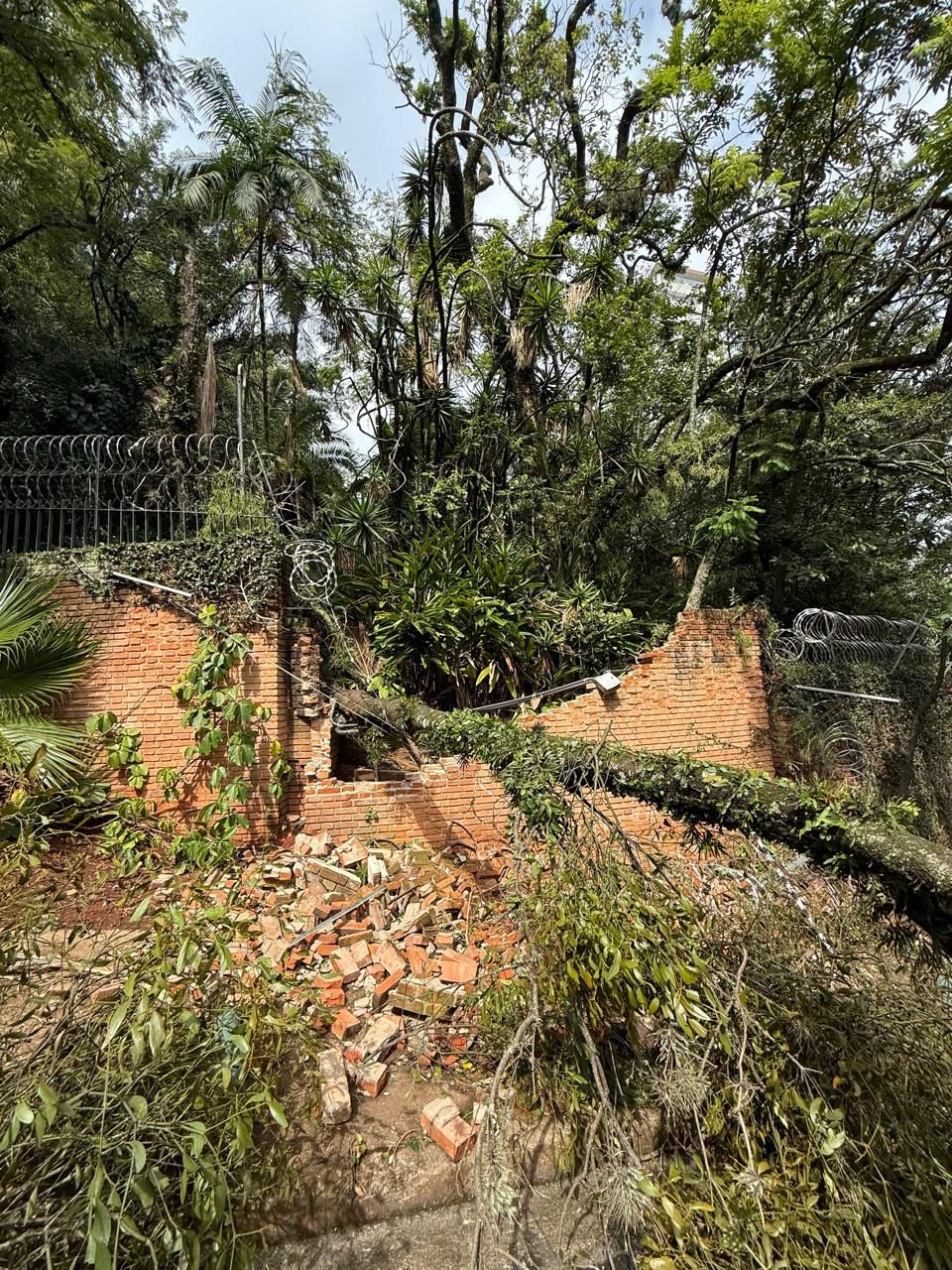 Tecnologia revoluciona o manejo das árvores nas cidades