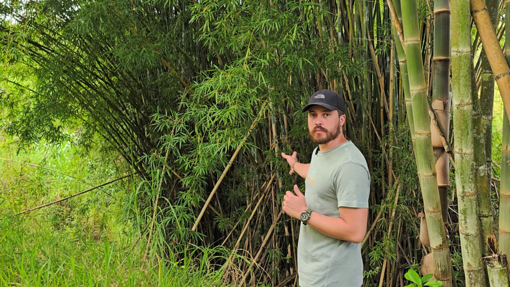 bambu no brasil um invasor