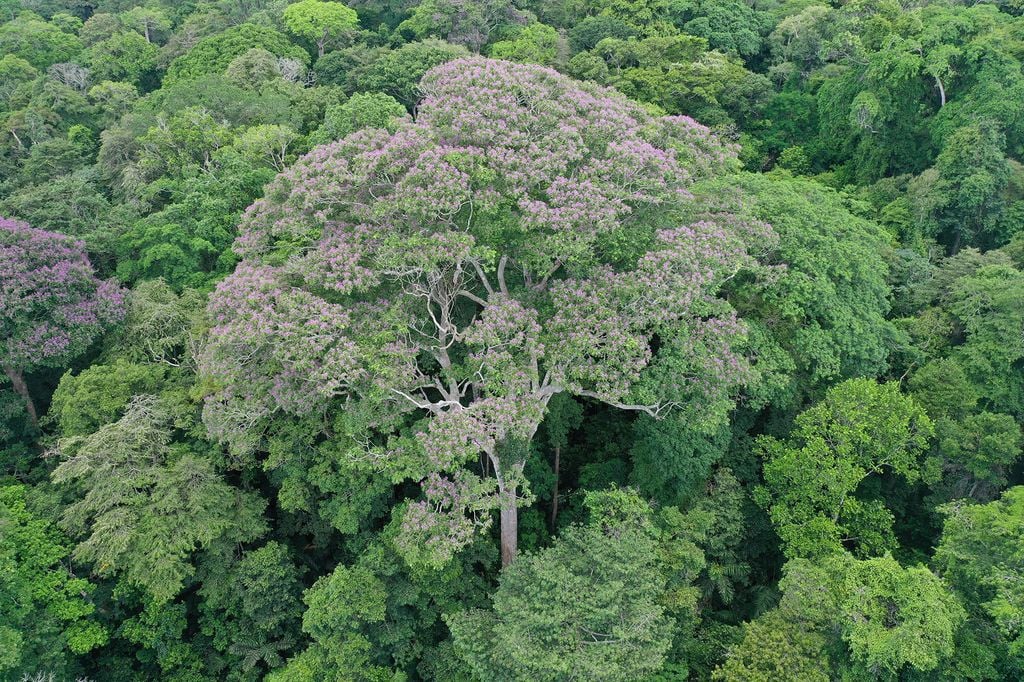 Árvores tropicais podem se beneficiar ao serem atingidas por raios
