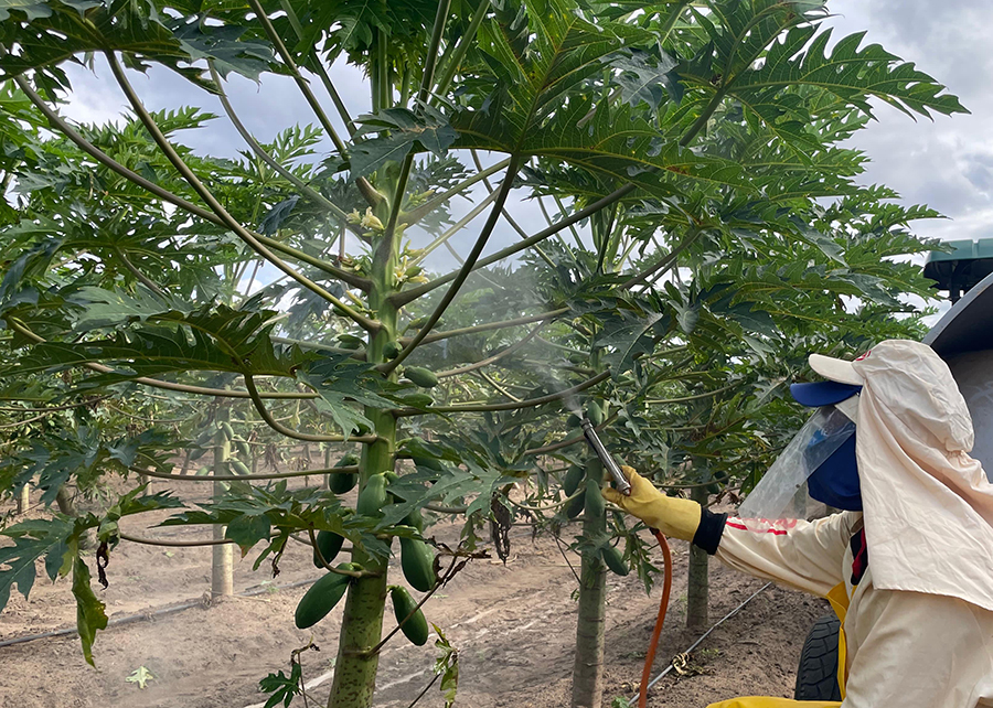 Protetor Solar para Plantas