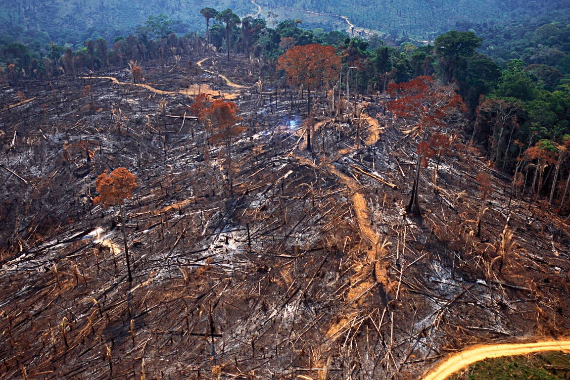 Desmatamento cai 32,4% no Brasil em 2024, mas Cerrado ainda lidera perdas