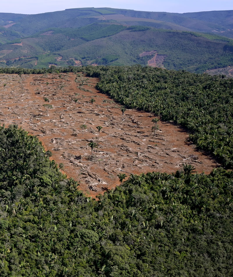 Avanço agropecuário ameaça as florestas maduras da Mata Atlântica
